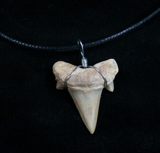 Fossil Otodus Shark Tooth Necklace #4956